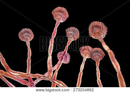 Fungus Aspergillus Flavus, 3d Illustration. It Is The Major Producer Of Aflatoxin In Crops, A Potent