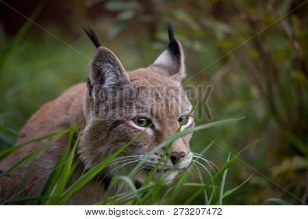 Abordable Eurasian Lynx, Portrait In Summer Field