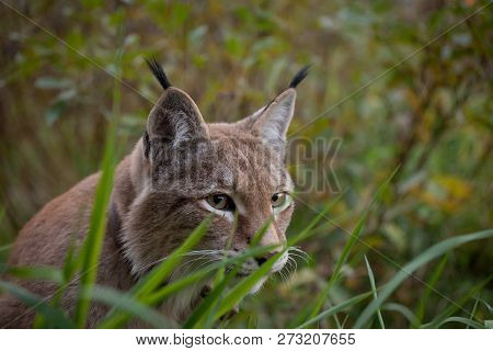 Abordable Eurasian Lynx, Portrait In Summer Field