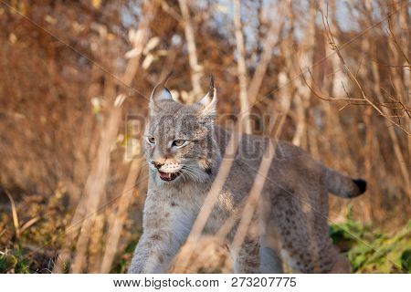 Abordable Eurasian Lynx, Portrait In Autumn Field