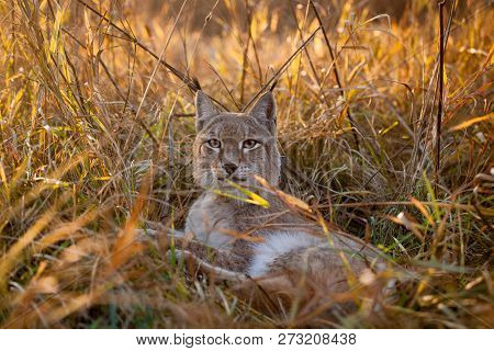 Abordable Eurasian Lynx, Portrait In Autumn Field