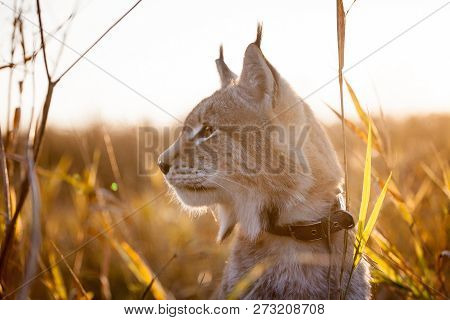 Abordable Eurasian Lynx, Portrait In Autumn Field
