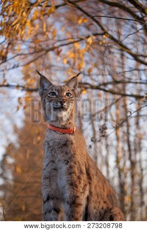 Abordable Eurasian Lynx, Portrait In Autumn Forest