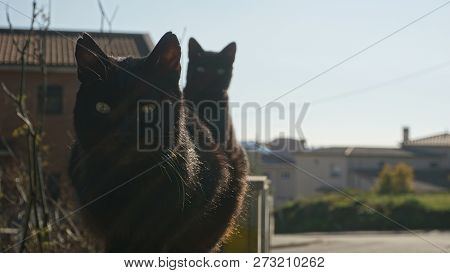 Black Cats Of World Snooping Front My