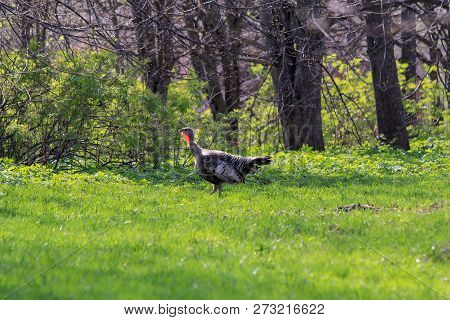 Plant Animal Themes Vertebrate Land Tree Bird Wildlife Grass Animals In The Wild Green Color One Nat
