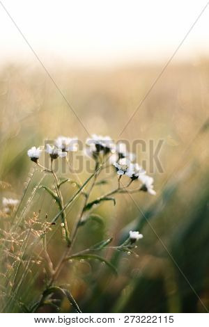 Gentle Flowers Of The Yarrow Ptarmica On The Background Of The Field In The Morning