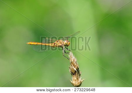 Sympetrum Is A Genus Of Small To Medium-sized Skimmer Dragonflies. Dragonfly Flattened ( Sympetrum D