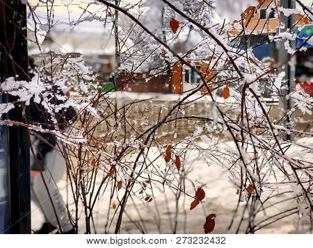 Snowfall. Snow Covered Trees And Autmn Leaves In The Snowfall. Winter In Mountain. Close-up Shot.