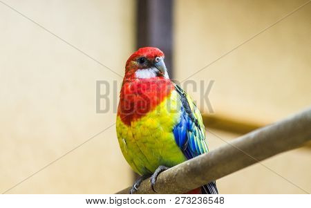 One Bright And Beautiful Rosella Parrot Sitting On A Branch Closeup