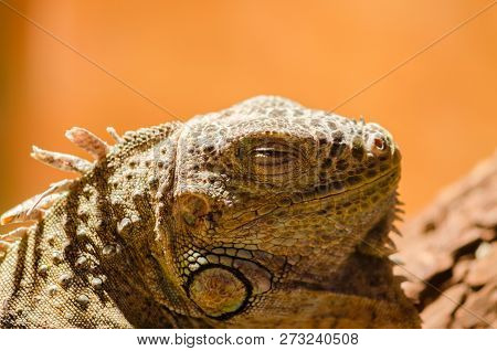 Big Lizard - Green Iguana Sitting Motionless In The Valera In The Pet Store With His Eyes Closed Clo
