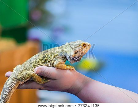 Bearded Agama Sits On The Buyer's Hand At The Pet Store. The Selection Of A New Pet.