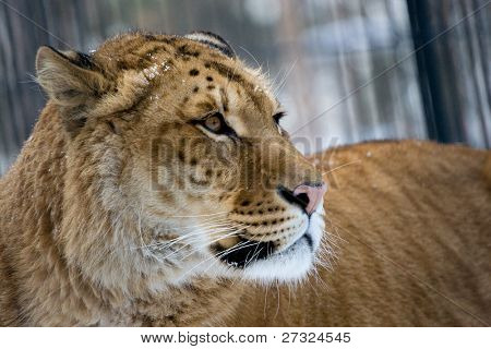 Liger siberiano