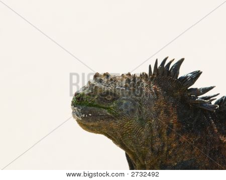 Beach deniz Iguana