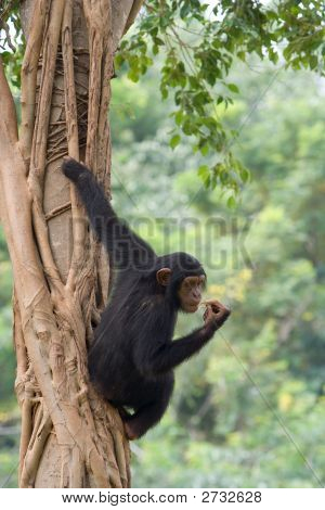 Chimpanse
