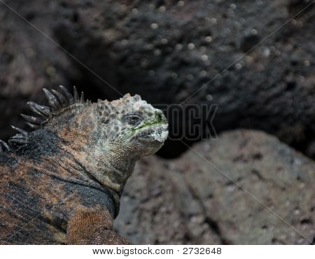 Kayaların deniz Iguana