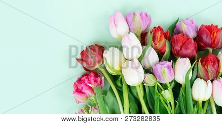 Bouquet Of Fresh Tulips Flowers On Pastel Green Ment Background Banner