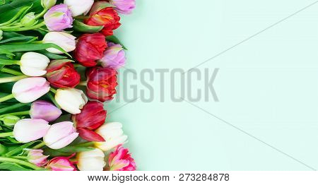 Bouquet Of Fresh Tulips Flowers Orer With Copy Space On Pastel Green Ment Background Banner