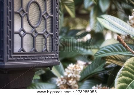 Black Shod Lamp Against The Background Of Magnolia Leaves