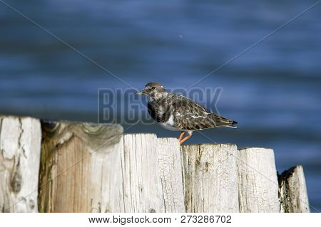 Turnstone On Wooden Breakwater, Lepe Beach, Uk South Coast, Solent