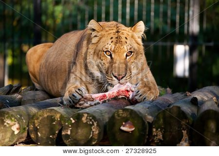 Ligr sibérien, manger de la viande