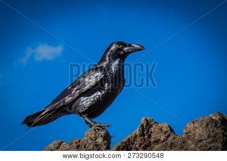 Curious Black Crow In Front Of A Mountain Scenery