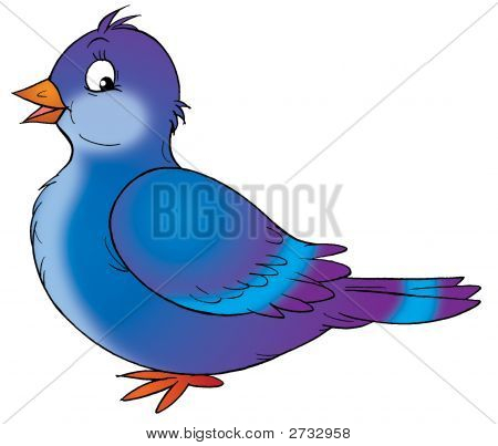 Pigeon