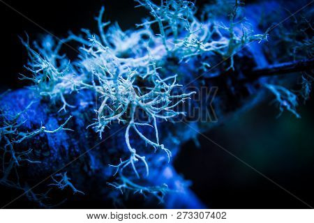 Macro Of Some Fungi In Blue Lights