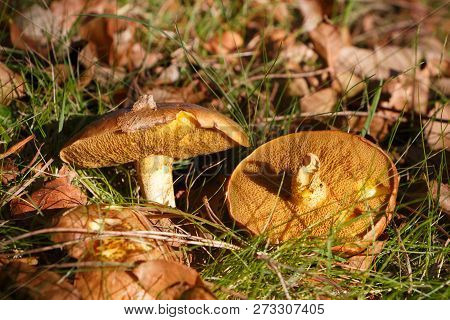 Slippery Jack Mushroom And Dead Leaves In Grass During Autumn