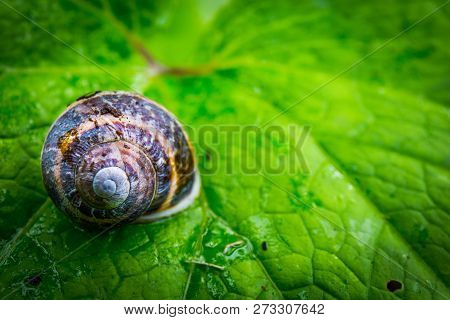 A Tiny Snail On Green Leaf Macro Capture