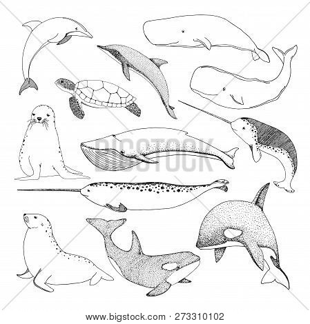 Sketch Various Sea Creatures. Turtle, Whale, Walrus, Dolphin And Others. Vector