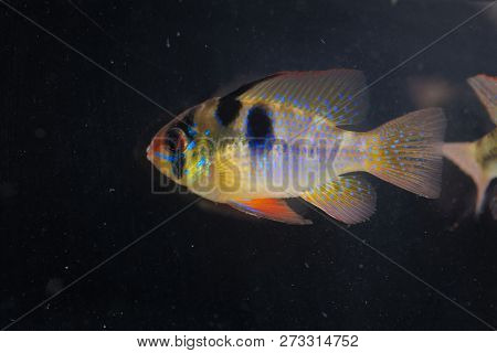 Ram Chilid (mikrogeophagus Ramirezi)