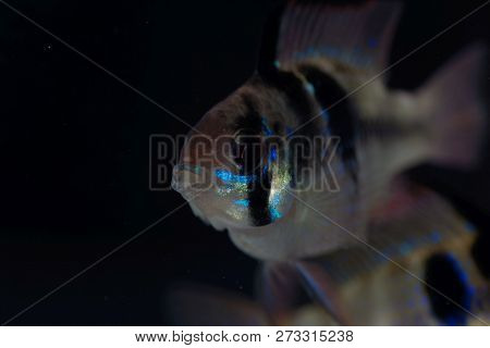 Head Of A Ram Chilid (mikrogeophagus Ramirezi) With A Dark Background.
