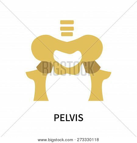 Pelvis Icon Isolated On White Background. Pelvis Icon Simple Sign. Pelvis Icon Trendy And Modern Sym