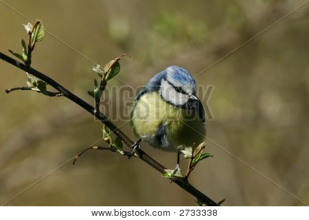Parus Caeruleus