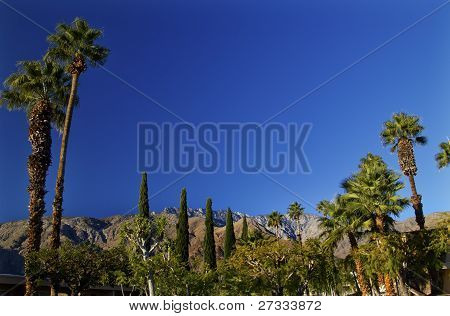Palmy stromy Palm Springs Kalifornie