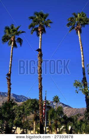 Palmy stromy americká vlajka Palm Springs Kalifornie
