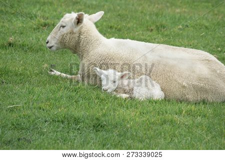 Sheep And New Lambs On Farm In New Zealand