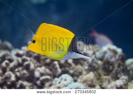 Common Longnose Butterflyfish On Coral Reef Off Puako, Big Island, Hawaii
