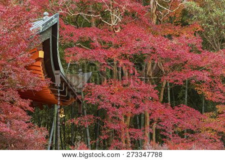 Details Of Historical Architecture And Red Maple Leaves In Kyoto, Japan In Autumn Season