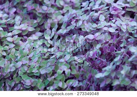 Callisia Repens, Turtle Vine Or Inch Plant. Leaves Background