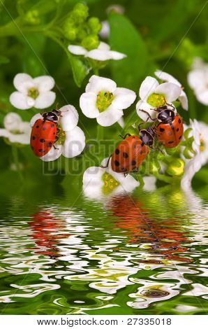 Three lady bugs on white flowers near the water