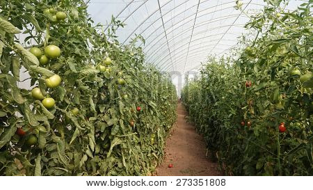 Plastic tunnel greenhouse polytunnel with vegetables tomato plants inside