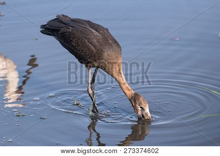 African Openbill Stork, Anastomus Lamelligerus, Eating In The Chobe River, Botswana