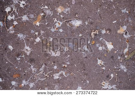 Pigeons Guano Dropping On Asphalt Road Surface In A City As Abstract Splashing Stained Of Birds Excr