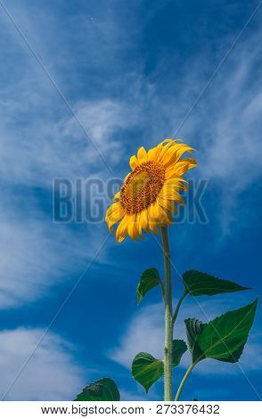 Sunflower Summer Flower Close-up, Against A Background Of Clouds. Agroculture, Harvest.