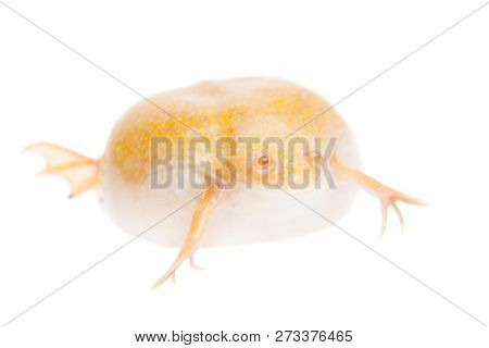 Albino African Clawed Frog On White Background