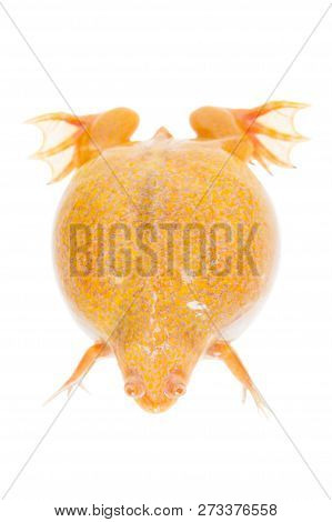 Albino African Clawed Frog On White Background