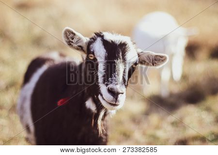 Cute Goat In A Field, Close-up.  Big Goat Farm.