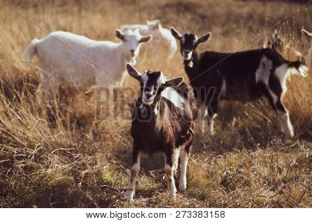 Little Goats Grazing In The Meadow.  Big Goat Farm.