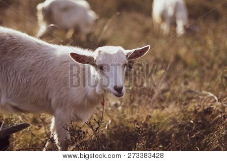 Cute Goat Grazing On  Grass Outdoors Big Goat Farm.